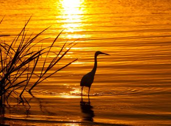 phone-photography-tips-on-safari