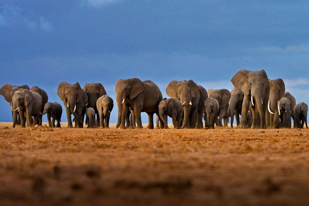 12-days-kenya-tanzania-safari