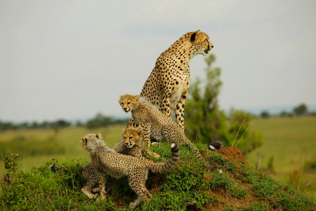 15-days-kenya-and-tanzania-combined-safari