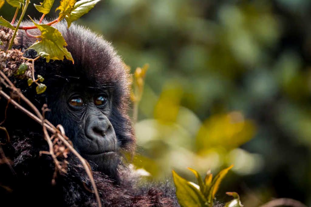 16-days-kenya-tanzania-and-rwanda-safari