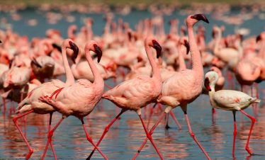 18-days-kenya-tanzania-and-uganda-safari
