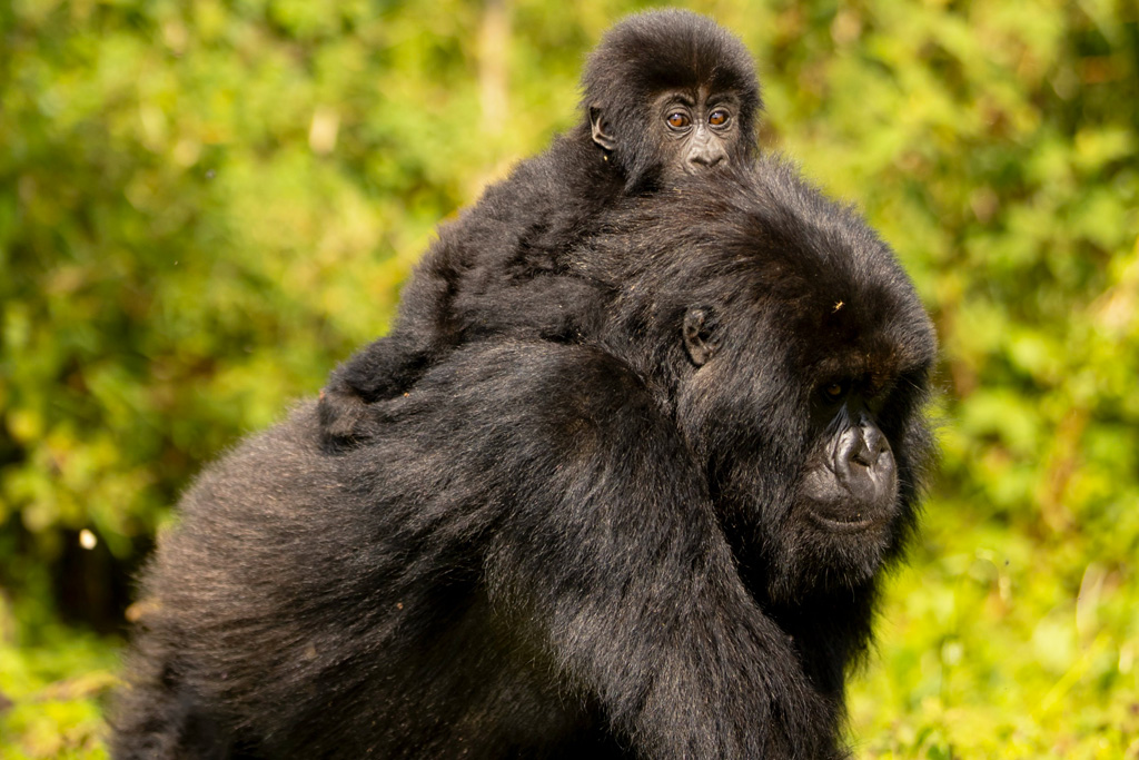 3-days-rwanda-gorilla-safari