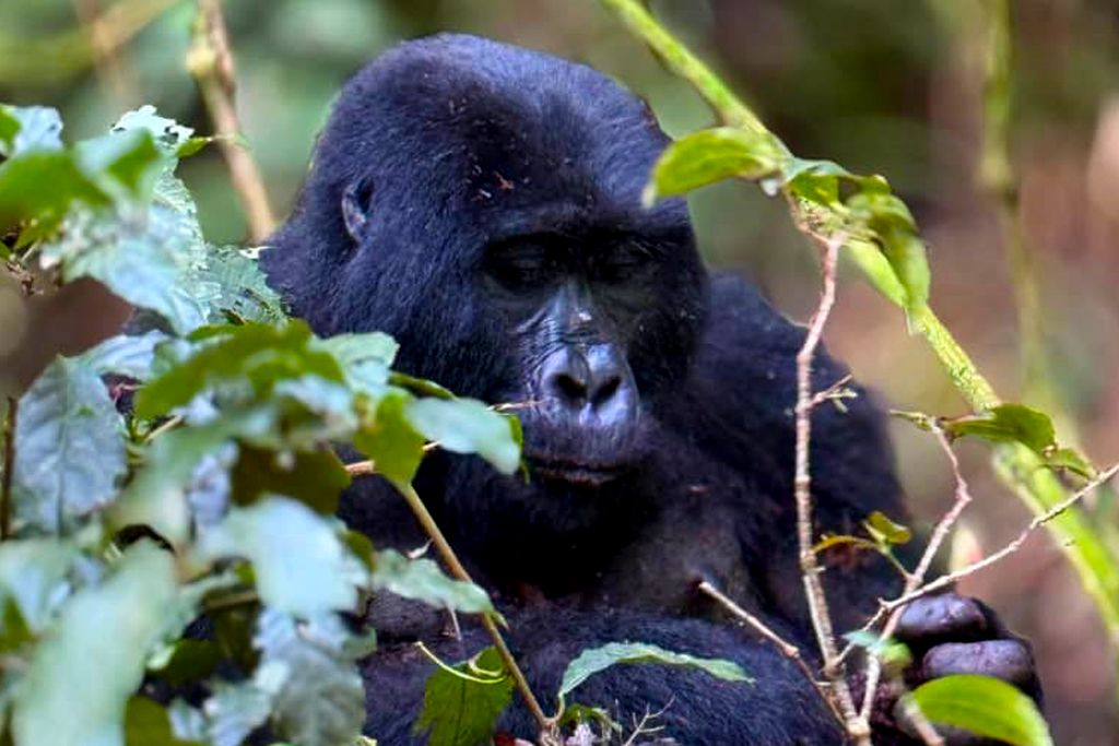 4-days-gorilla-trekking-wildlife-tour