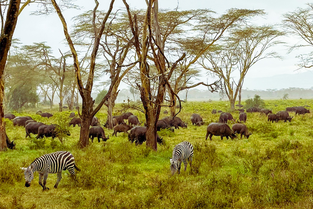 5-days-best-of-kenya-wildlife-safari