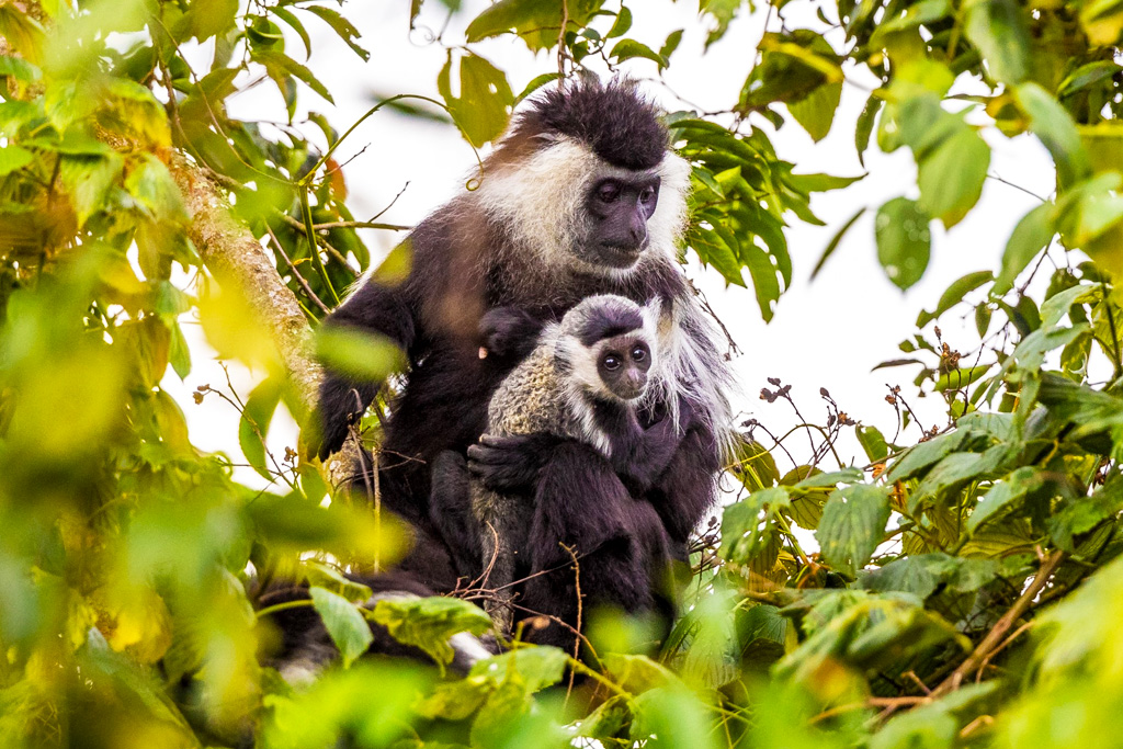 5-days-best-of-nyungwe-akagera-wildlife-safari