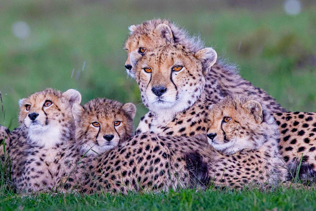 5-days-masai-mara-national-reserve-safari