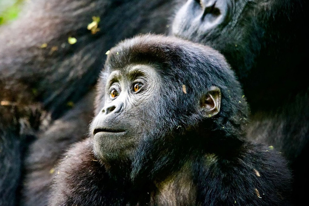 5-days-uganda-primates-safari-tour