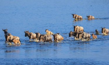 6-days-great-migration-kenya-safari