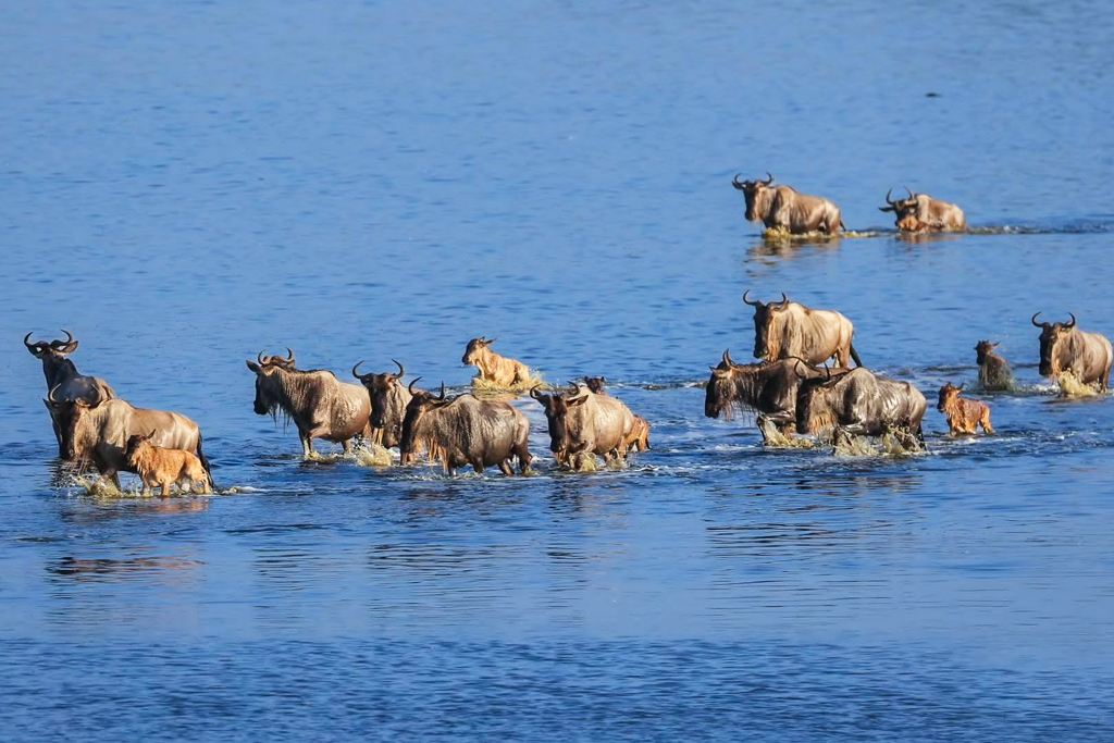 6-days-great-migration-kenya-safari