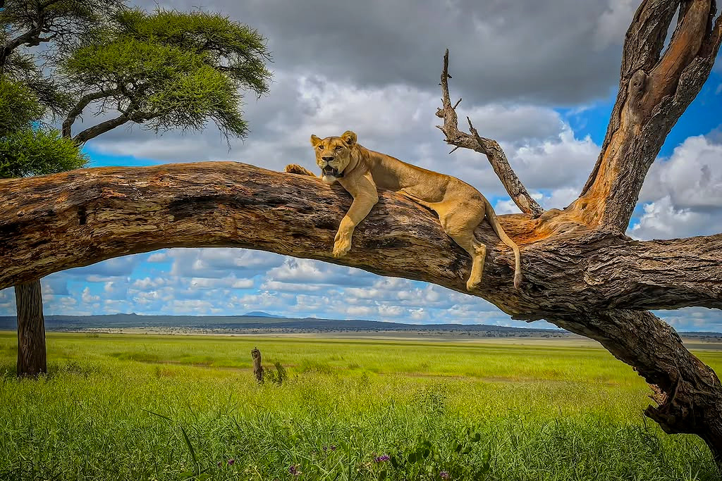 6-days-majestic-tanzania-wildlife-safari