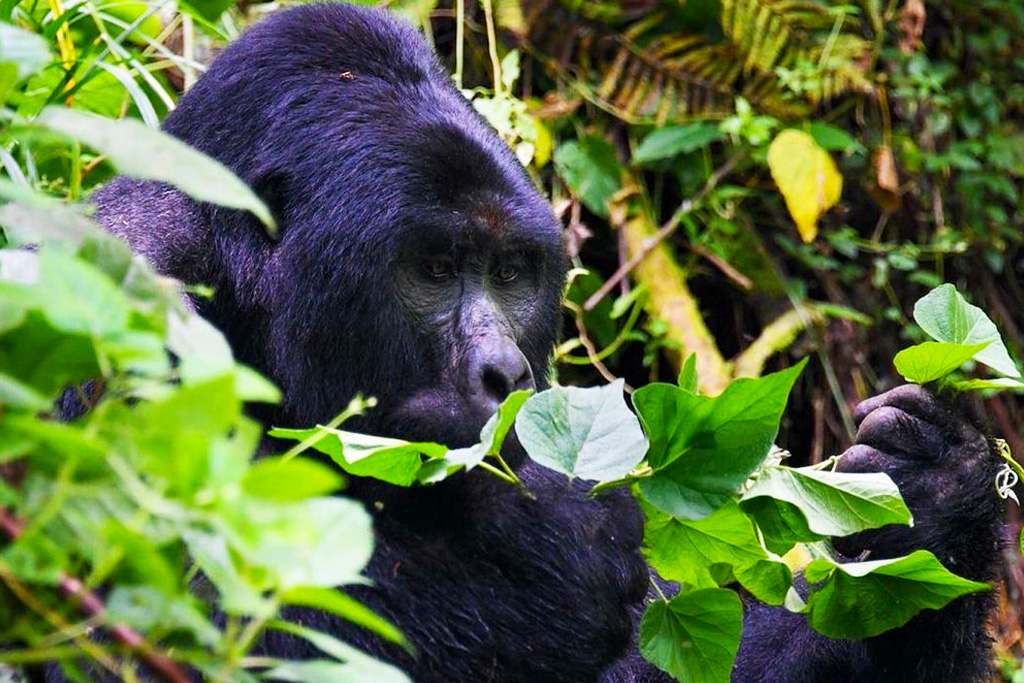 6-days-uganda-wildlife-and-primates-safari