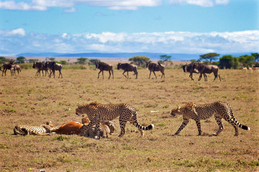 8-days-best-of-kenya-wildlife-safari