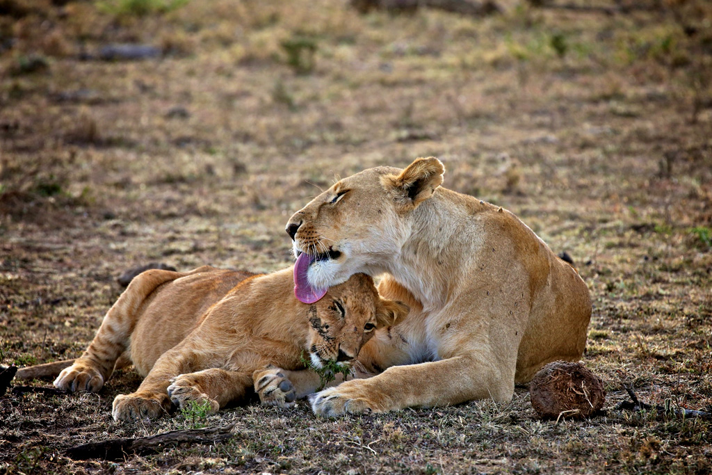 8-days-kenya-big-five-safari-holiday