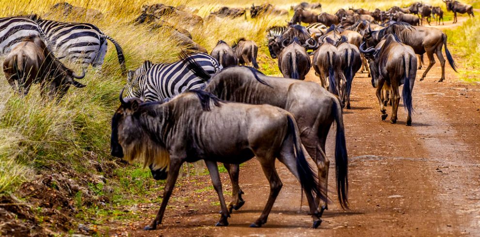 visit-kenya-with-classic-exciting-safaris