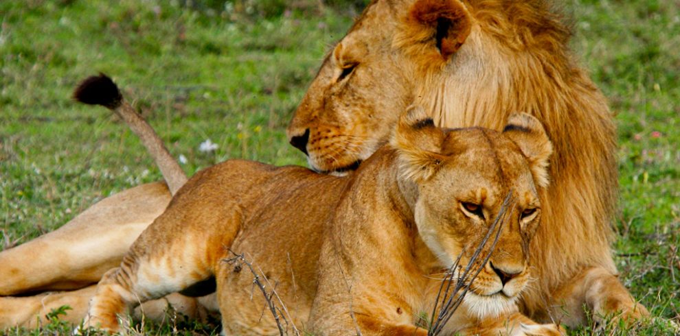 visit-tanzania-with-classic-exciting-safaris