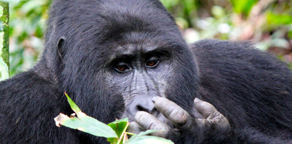 visit-uganda-with-classic-exciting-safaris