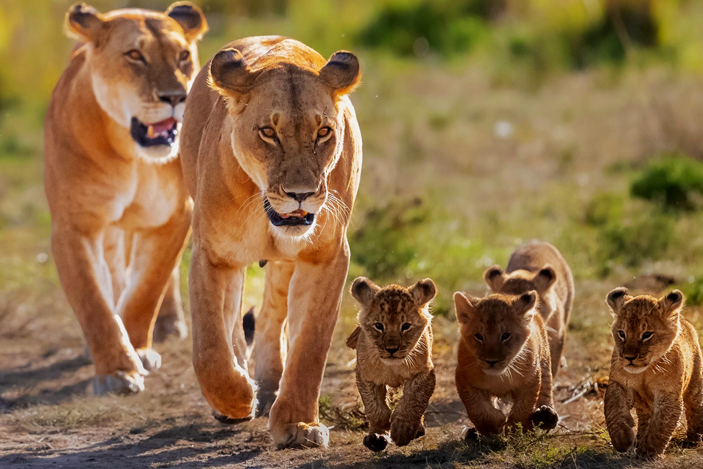 11-days-explore-kenya