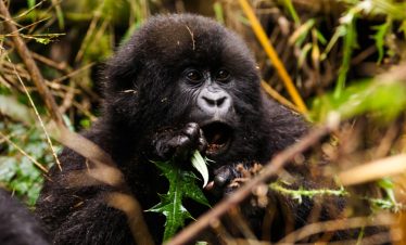 2-days-rwanda-gorilla-trekking-tour
