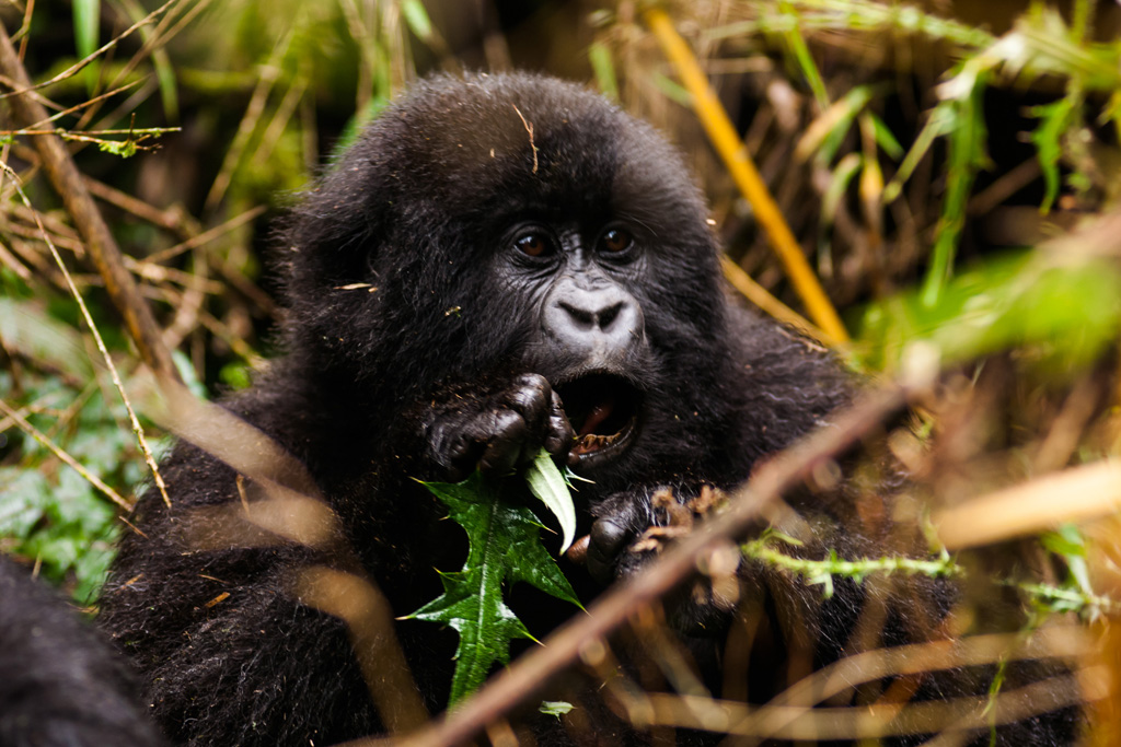 2-days-rwanda-gorilla-trekking-tour