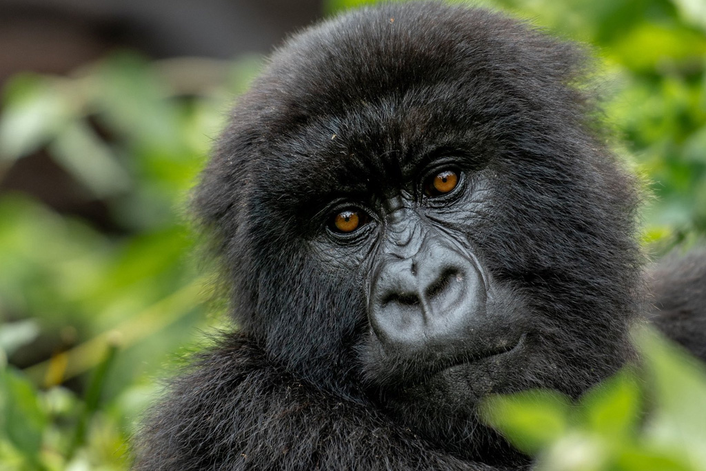 3-days-gorilla-trekking-safari-rwanda