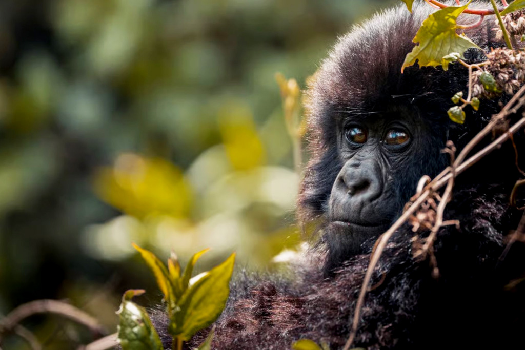 4-days-rwanda-gorilla-trekking-safari