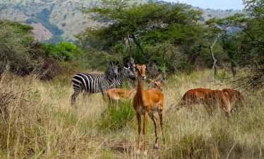 5-day-safari-in-rwanda