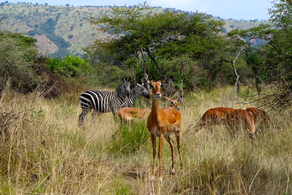 5-day-safari-in-rwanda