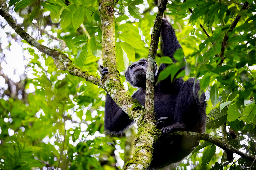 7-days-rwanda-gorillas-chimps-safari