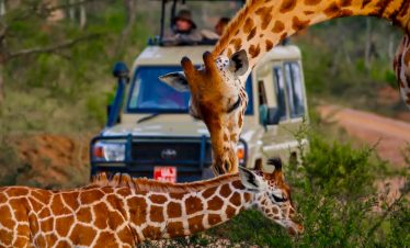 16-days-classic-uganda-wildlife-safari-and-gorilla-trekking-tour
