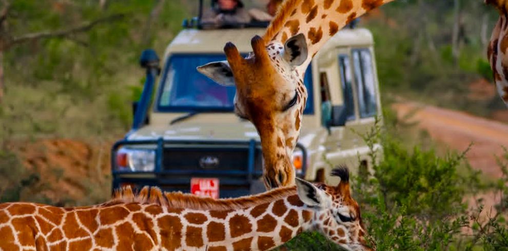16-days-classic-uganda-wildlife-safari-and-gorilla-trekking-tour