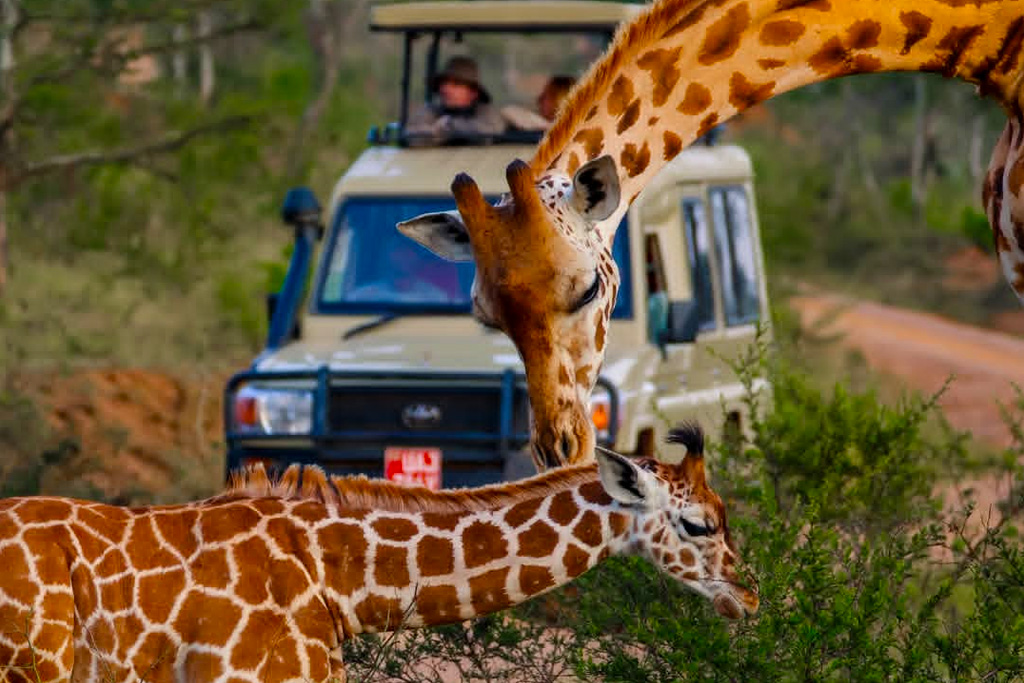 16-days-classic-uganda-wildlife-safari-and-gorilla-trekking-tour