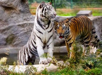 are-there-tigers-in-uganda