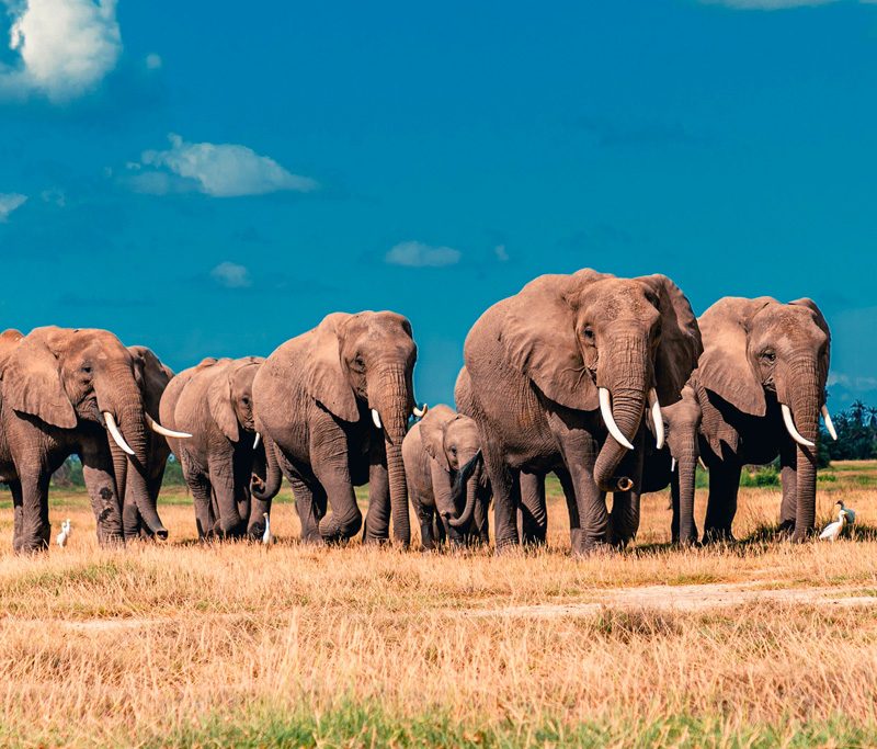 4-days-tsavo-east-west-amboseli-to-nairobi-private