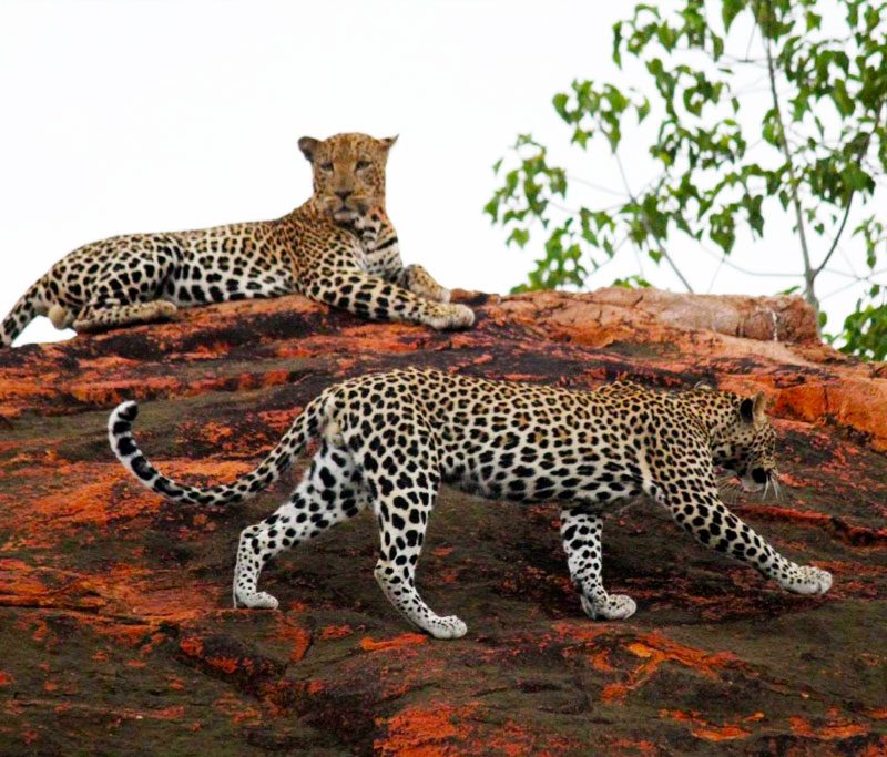 5-days-tsavo-east-taita-hills-sanctuary-tsavo-west-amboseli-to-nairobi