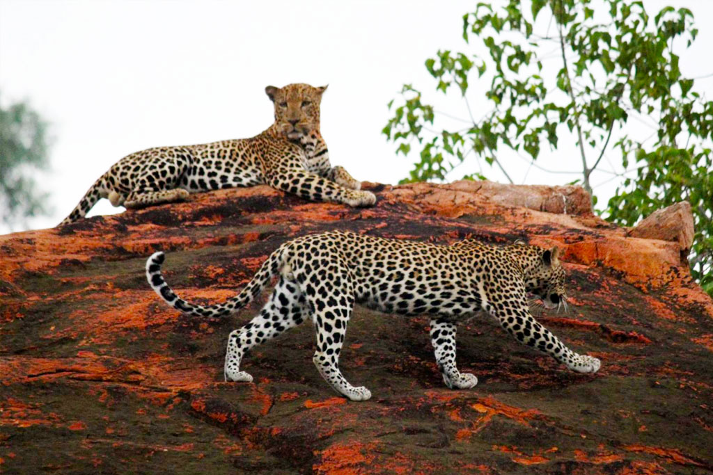 5-days-tsavo-east-taita-hills-sanctuary-tsavo-west-amboseli-to-nairobi