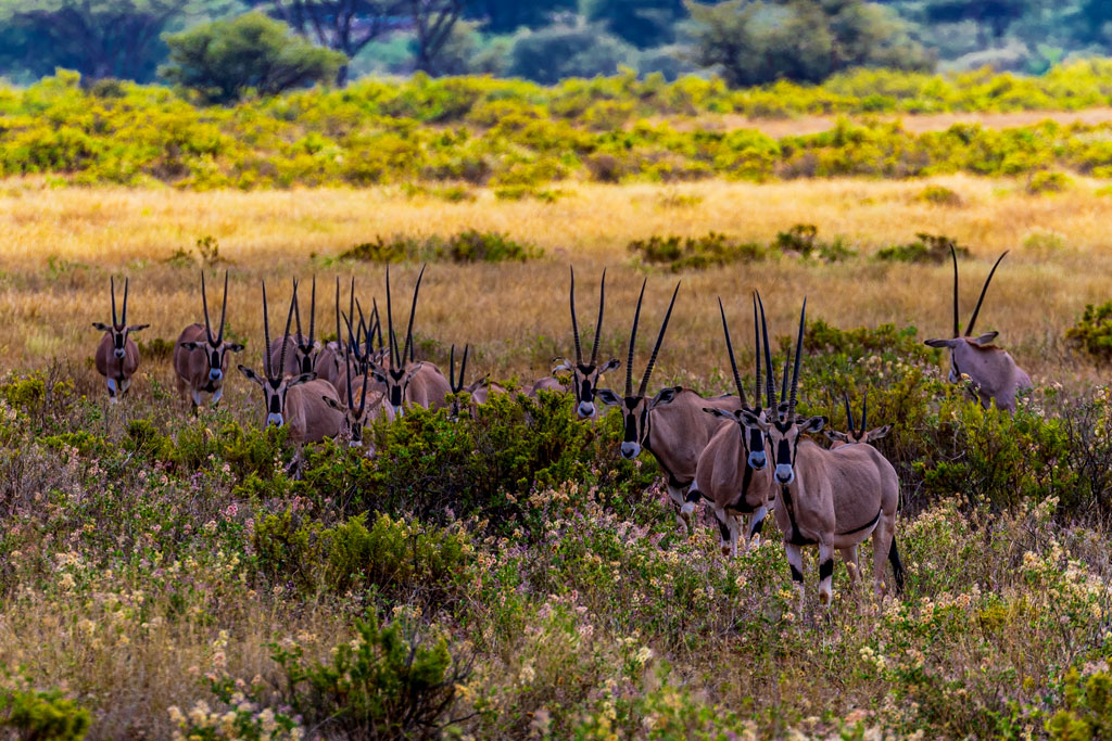6-days-samburu-lake-nakuru-amboseli-safari