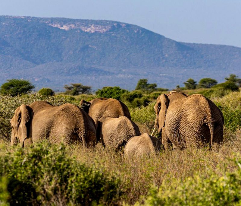 8-days-mara-l-nakuru-amboseli-tsavo-east-west-private-safari