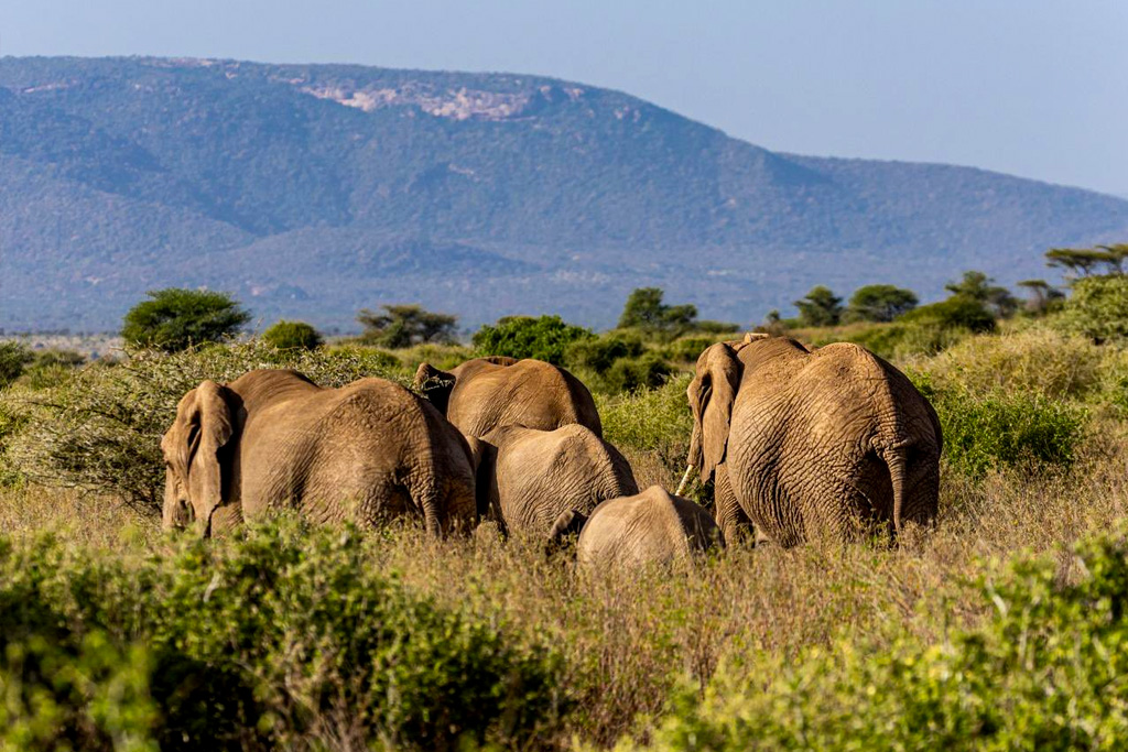 8-days-mara-l-nakuru-amboseli-tsavo-east-west-private-safari