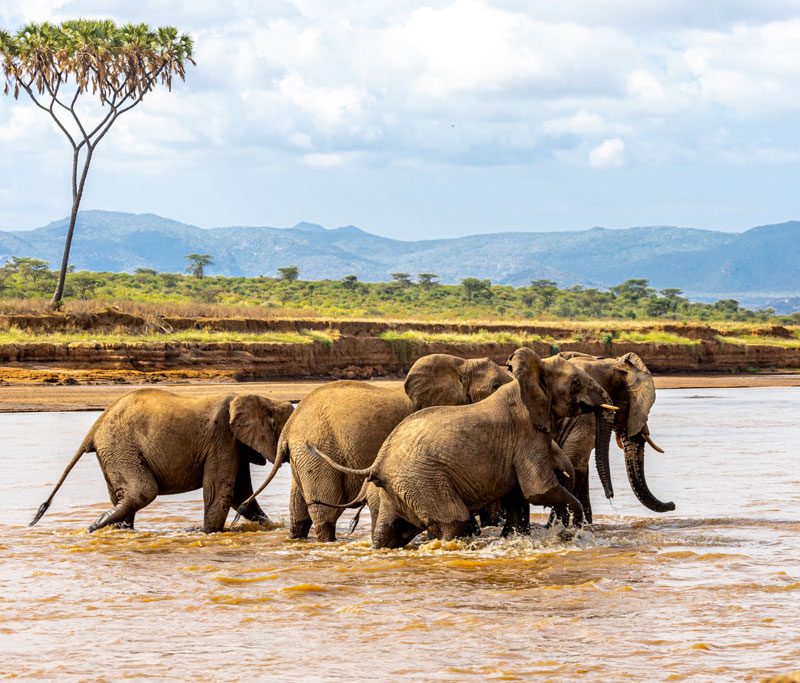 9-days-mara-l-naivasha-l-nakuru-aberdare-mt-kenya-samburu-private-safari