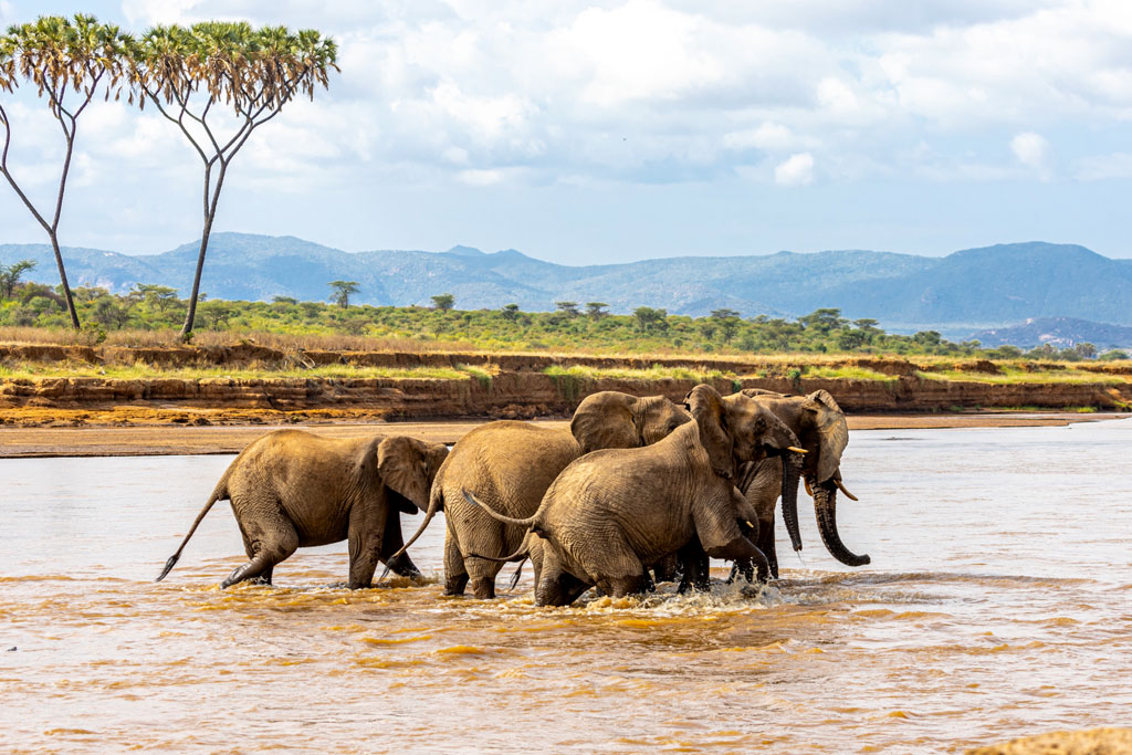 9-days-mara-l-naivasha-l-nakuru-aberdare-mt-kenya-samburu-private-safari