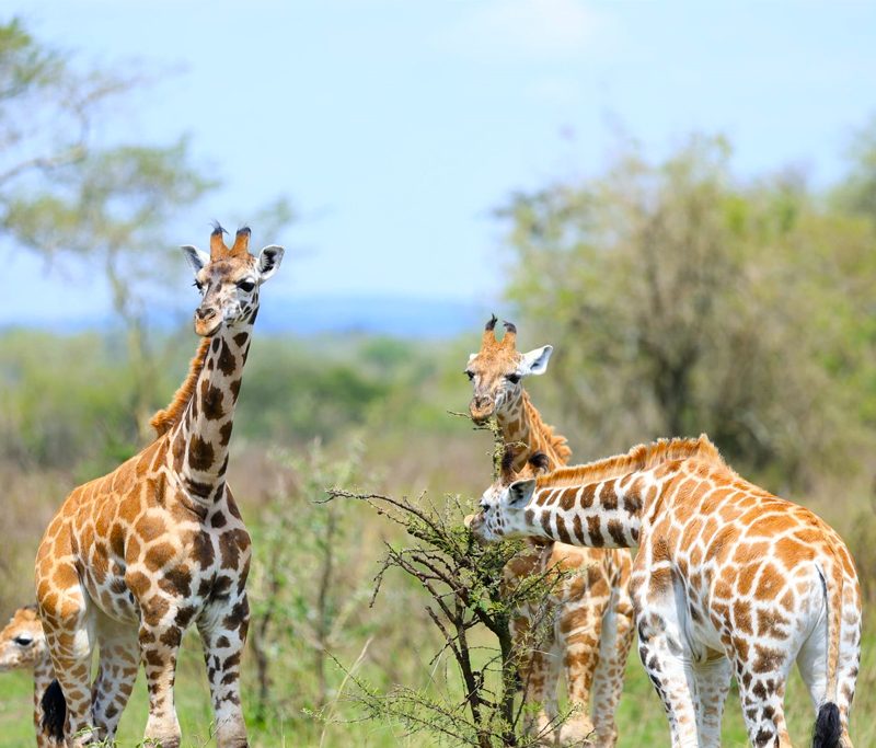 the-kiboko-safari-manyara-ngorongoro