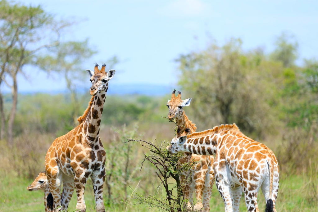 the-kiboko-safari-manyara-ngorongoro